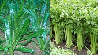 Coriander VS Culantro Farming coriander leaves  Planting Growing Harvesting Cilantro amp Coriander [upl. by Haig]