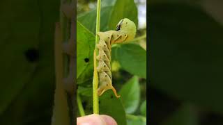 CATERPILLAR OF DEATH HEAD HAWK MOTH [upl. by Larson757]