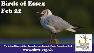 Birds of Essex  February 22 [upl. by Ydnec]