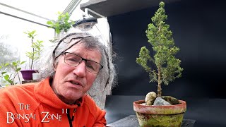 Pruning My Alberta Spruce The Bonsai Zone April 2024 [upl. by Noreg263]