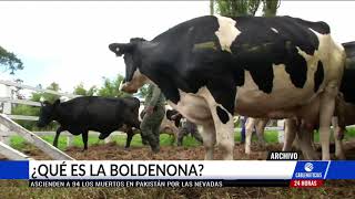 COC advirtió sobre presencia de boldenona en la carne pero ¿qué es esta sustancia [upl. by Burman952]