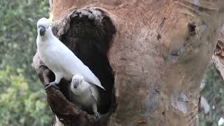 Sulphurcrested Cockatoo chicks at nest hollow [upl. by Amsa]