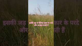 grass vetiveria shortsbetayoutube sitapur [upl. by Utta590]