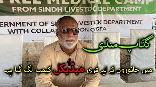 Gadap Mandi Free Medical Camp  Veterinary Medical Store In Gadap  Veterinary Doctor In Pakistan [upl. by Amity]