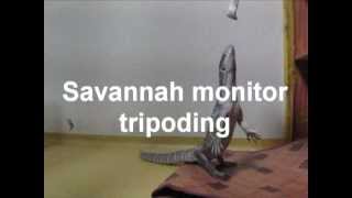 Savannah monitor tripoding [upl. by Llewen]