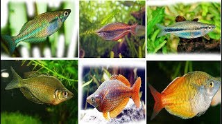 Beautiful Rainbowfish and Their Basic info [upl. by Nevai]