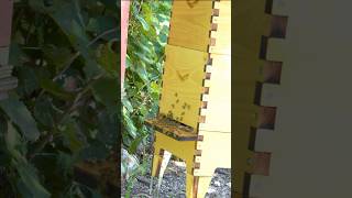 Flow Hive finally addressed the issue privately Pt 4 beekeeper bees flowhive beehive honey [upl. by Nwahsav]