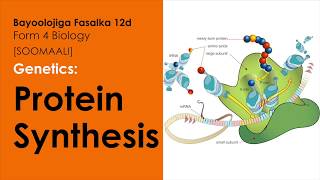 DNA og protein synthesis afsomali [upl. by Ardnuat]