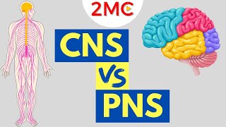 Central Nervous System vs Peripheral Nervous System  CNS amp PNS Structure and Function [upl. by Madian]