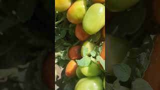 Need tomato Capital F1 seeds Call 255621345246 [upl. by Alverta]