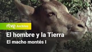 El hombre y la tierra Capítulo 31  El macho montés I  RTVE Archivo [upl. by Werna752]