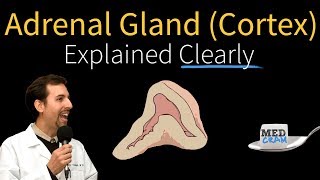 Adrenal Gland Adrenal Cortex Explained Clearly [upl. by Libbie]