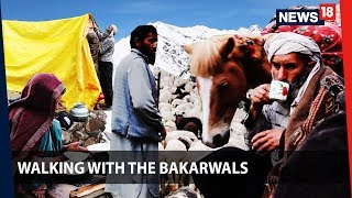 Walking With the Bakarwals  Through Jammu and Kashmir with the nomads  News18 Originals [upl. by Ailuj485]