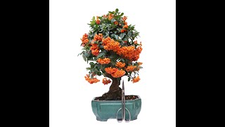 BONSAI DE PYRACANTHA 14639 [upl. by Eahsat]