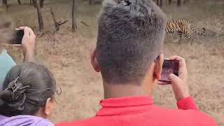 riddhi cubs roaming in ranthambore jungle zone 3 [upl. by Ressler]