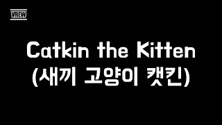 Catkin the Kitten 새끼 고양이 캣킨 [upl. by Airb47]