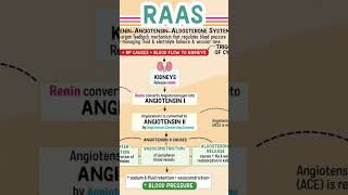 RAAS system Renin Angiotensin converting enzyme [upl. by Yahska819]