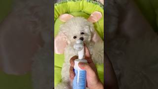 Pamper Your Pooch Superb Dog Grooming😎 [upl. by Aiotal]