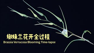 原生种蜘蛛兰 verrucosa 花开全过程 Brassia verrucosa Blooming Timelapse [upl. by Haneeja]