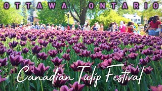 Canadian Tulip Festival  Ottawa Ontario  4K Walking Tour  2024 [upl. by Zeeba]