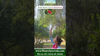 Bottle Brush Tree Callistemon  Uses amp Benefits Explained by European Lady  Emotional Wellbeing [upl. by Nomzaj944]