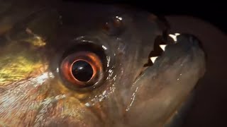 Vicious Piranha Moments  BBC Earth [upl. by Annig]