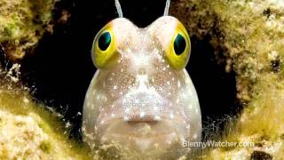 The Blenny Hunters [upl. by Eitsyrk]