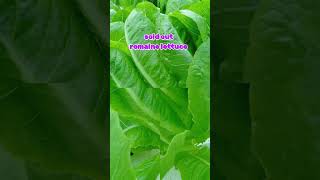 Romaine lettuce sold outromaine garden hydroponics farming farmlife formerofw proudfarmer [upl. by Annoerb]