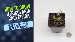 How to Grow and Propagate Utricularia Calycafida Carnivorous Plant Grow Guide [upl. by Adnolrehs]