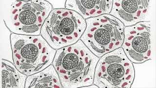 Mitochondria Chloroplasts and the Endosymbiotic Theory [upl. by Kayne318]