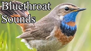 Bluethroat  Sounds [upl. by Assetnoc]