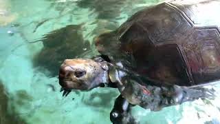 Tortoise In The Pond Fish Arapaima Amazonian Predator [upl. by Eilegna509]