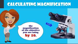 calculating magnification on a compound microscope [upl. by Essirahc]