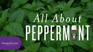 All About Peppermint  Young Living Essential Oils [upl. by Linsk]