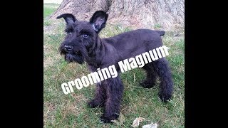 Grooming Magnum  Schnauzer Grooming  Grooming A Schnauzer Puppy [upl. by Megdal]