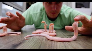 18 So Cute BUT So Deadly Baby Cobras [upl. by Love]