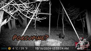 Black bearcoonsporcupine and a coyote this weeks trail cam report Kirkfield Ontario Canada [upl. by Delmer]