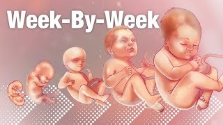 Baby Development Week by Week Pregnancy Week by Week Week by Week Pregnancy Symptoms Baby Growth [upl. by Eisaj]