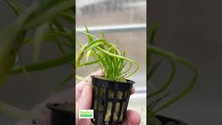 Lilaeopsis Brasiliensis Aquarium Plant For Sale [upl. by Fe85]