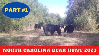 Great Dismal Swamp bear hunting with Doug Temple [upl. by Zia]