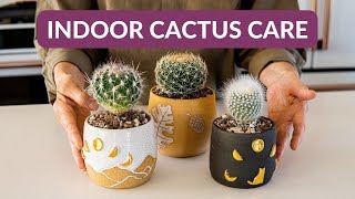 INDOOR CACTUS CARE  JoyUsGarden [upl. by Rafi]