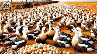 Russische Bauern ziehen Millionen Gänse und Enten auf diese Weise auf [upl. by Annaeel]