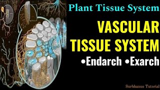 Plant Tissue System Part  3VASCULAR TISSUE SYSTEM  Proto amp Metaxylem and phloem Exarch Endarch [upl. by Newmann]