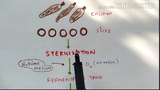 Production of Citric acid and Lactic acid by fermentation  Organic acids  Bio science [upl. by Sauls707]