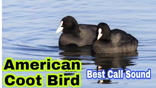 American coot bird best call sound  Common coot bird call sound  Morgabi ki awaz [upl. by Jourdan340]