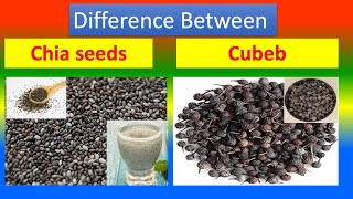 Differences Between Medical And Health Benefits Of Chia seeds and Cubeb [upl. by Erlewine406]