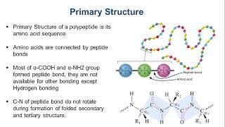 Structure of Protein  Primary Secondary Tertiary and Quaternary [upl. by Settle709]