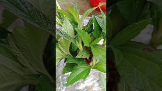 How to grow wedelia from cuttings shorts plants daisy [upl. by Leupold854]