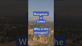 Mongoose vs Cobra Who is victorious cobra mongoose facts [upl. by Burhans]