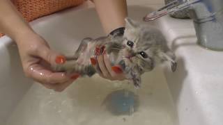 First bath for street kitten  help in our life [upl. by Anehta462]